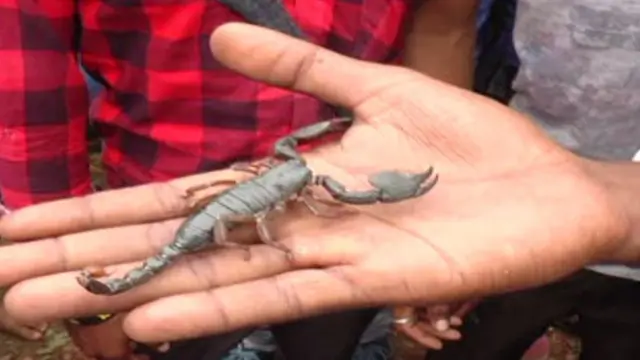 తేళ్ల పంచమి కందుకూరు