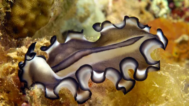 Плоский черв