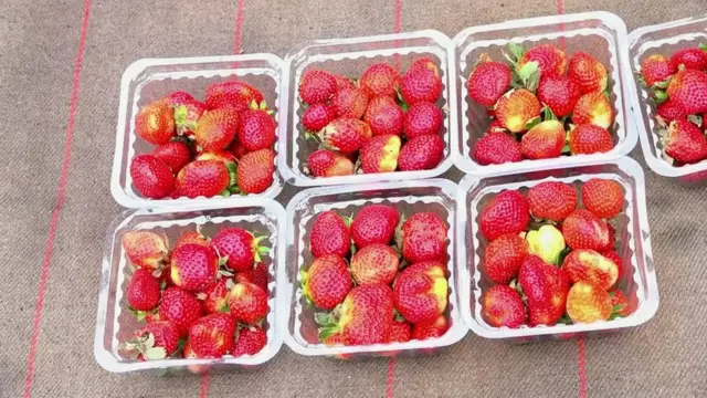 స్ట్రాబెర్రీ సాగు