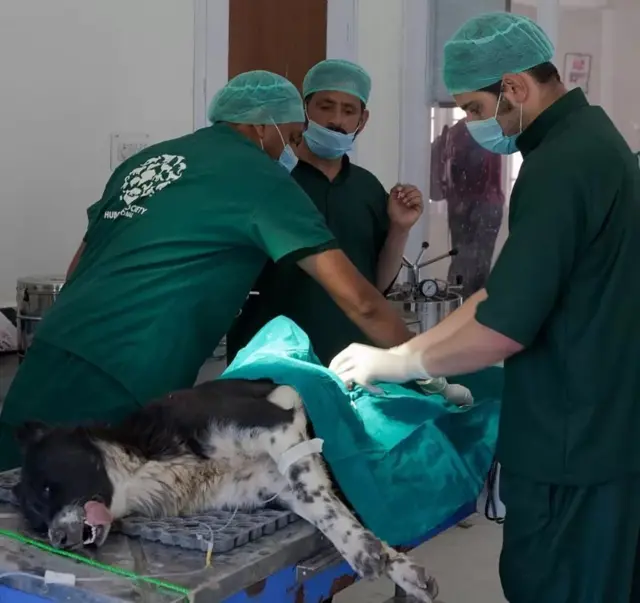 भटके कुत्रे, प्राणी, हल्ले, गुन्हा