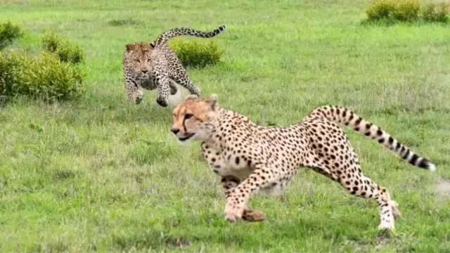 INDIA AFRICA CHEETAH