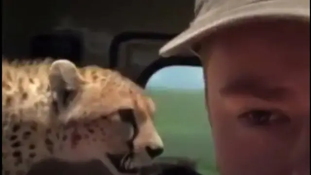 چیتا گاڑی کے اندر