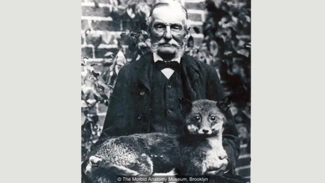 Taxidermy, mengawetkan binatang, walter potter