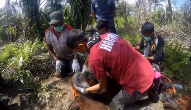 เจ้าหน้าที่กำลังช่วยเหลืออุรังอุตัง