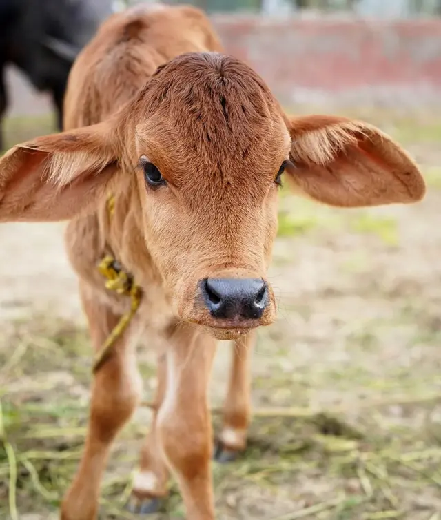 गिर की गाय