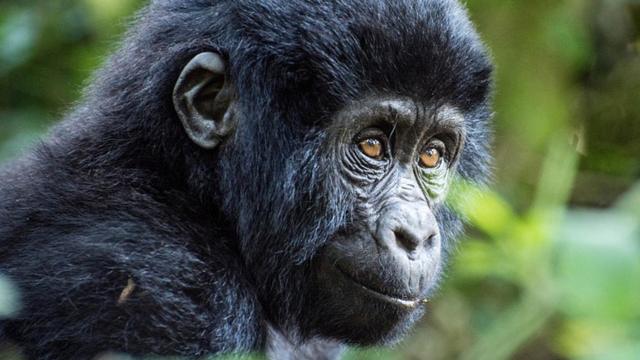 Gorilaaposta caixa com pixmontanhaaposta caixa com pixUganda, da espécie Gorilla beringei beringei