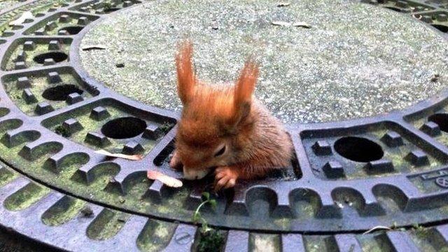 红松鼠被卡在排水井盖漏洞中，动弹不得。