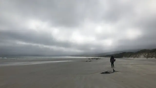 Ballena varada en Nueva Zelanda