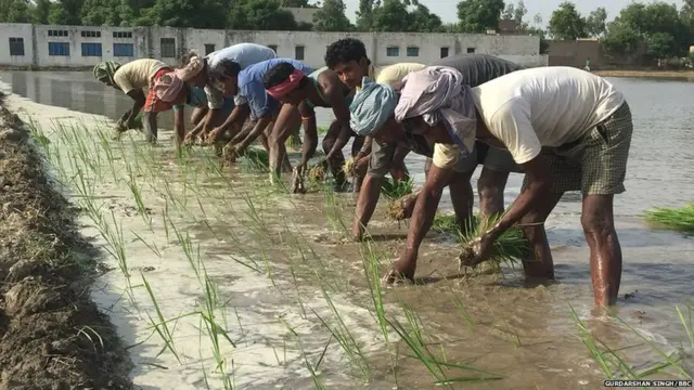 FEROZEPUR, LABOR, FARMER