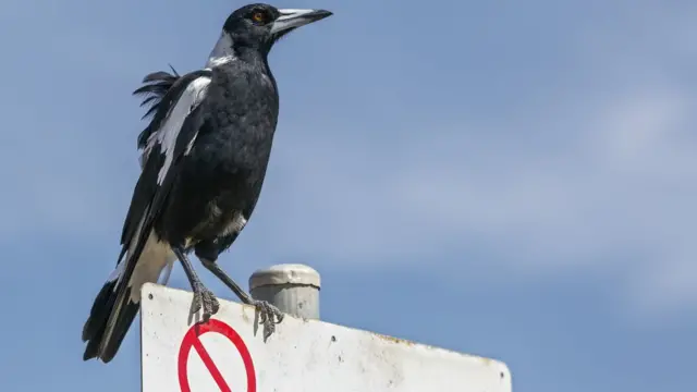 அசுர வேகத்தில் பாய்ந்த பறவை - உயிரிழந்த முதியவர்