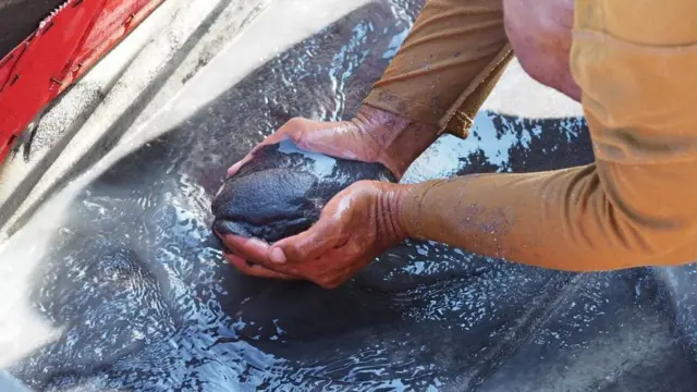 Timah yang dihasilkan oleh penambang TI di Bangka dan Belitung.