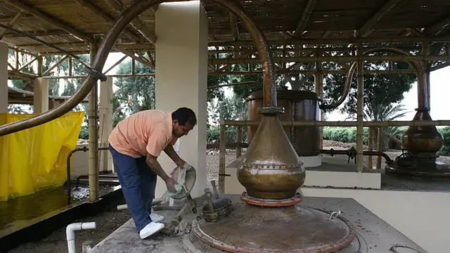 Obrero en un fundo de pisco.