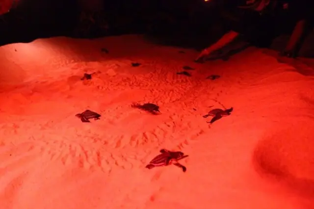 ลูกเต่ามะเฟือง