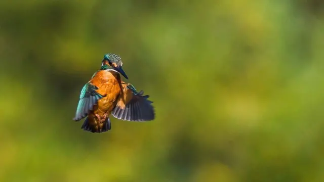 "ජීවිතයට එක් වරක් පමණක්" ගත හැකි පක්ෂි ඡායාරූප ඉරියව්වක්