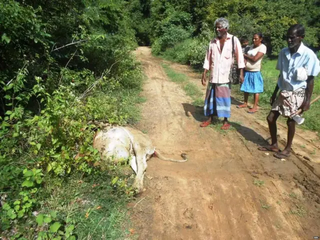 වලසෙක් විසින් මරා දමා තිබුණ ගවයෙක්