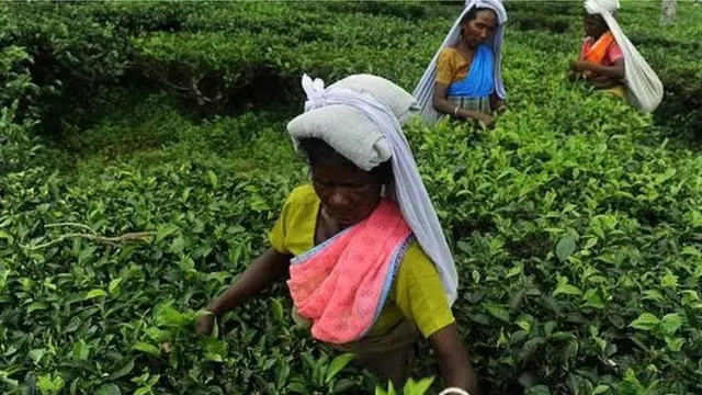 चाय बागान