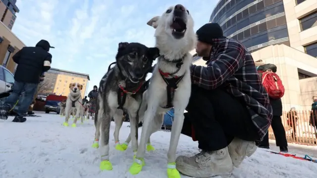 Dog Race