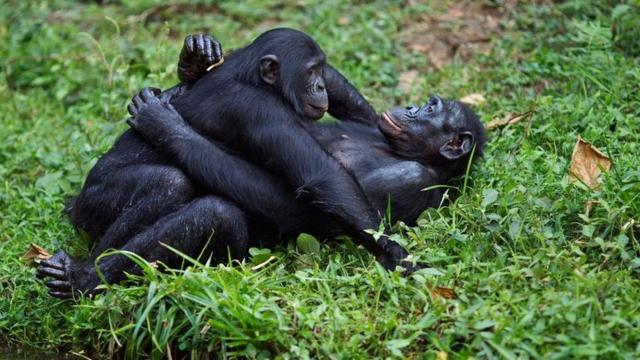 Беспорядочный секс у бонобо не мешает планированию беременности - Наука - ТАСС