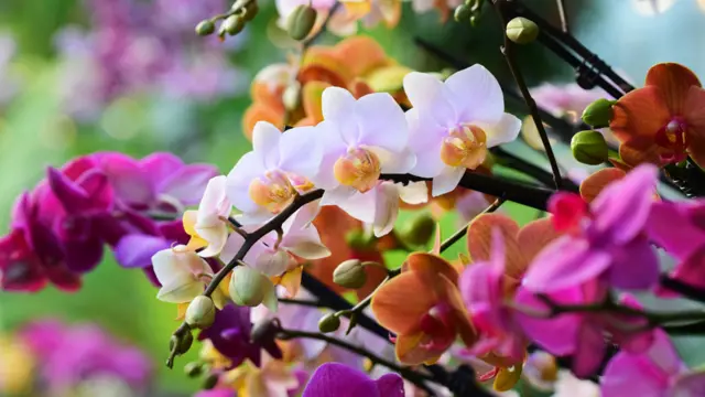 Orquídeas en el festival de Kew Gardens