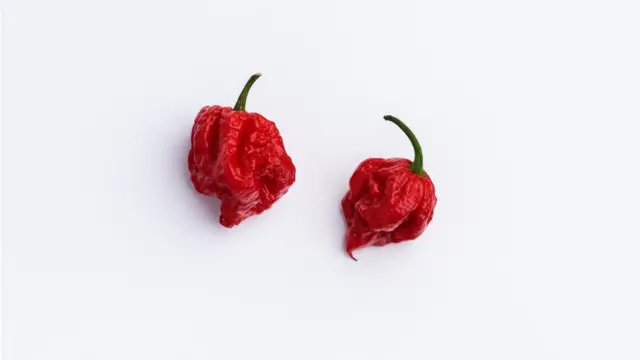 Ejemplares del pimiento Carolina Reaper.