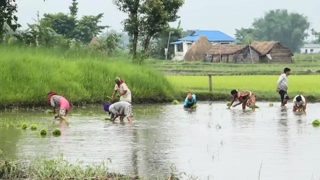 तराईमा रोपाइँ