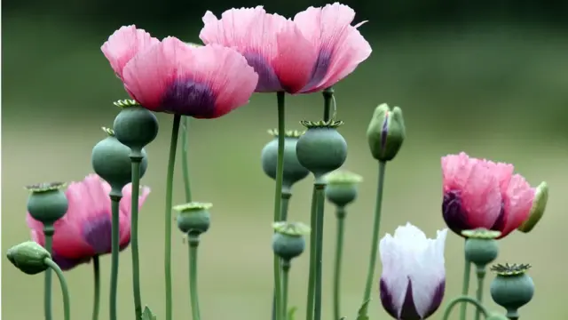 Opium poppy flower