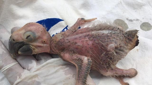 Filhotecódigo bônus bet365arara morreu desidratado e queimado