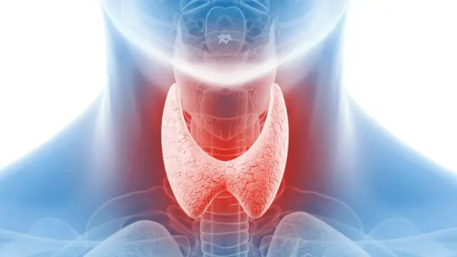 Ilustración de la glándula tiroides