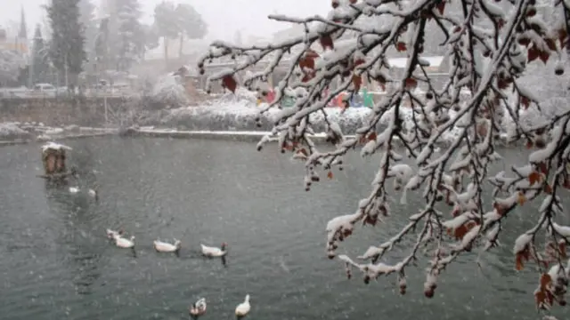 إوز وبط يعوم في غدير بـ بعلبك في منطقة البقاع