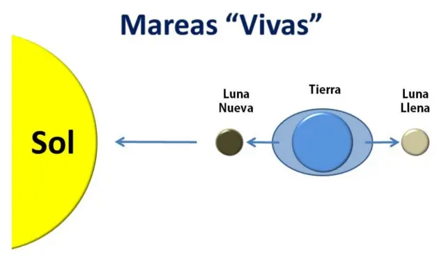 Mareas vivas