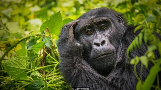 اگر به چشمان یک گوریل خیره شوید جای شکی باقی نمی‌ماند که ذهنی دیگر دارد شما را بررسی می‌کند