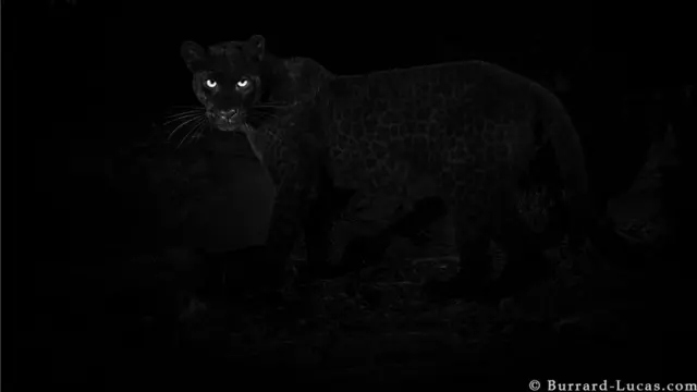 Black leopard wey dem capture for di wild