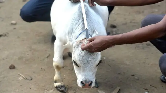రాణి పేరును గిన్నిస్ బుక్‌కు పంపించారు