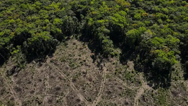 Foto mostra parte da floresta desmatada