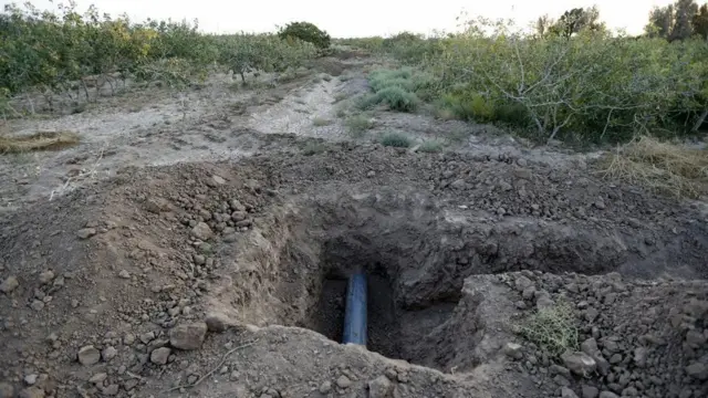 پستے کے کھیت