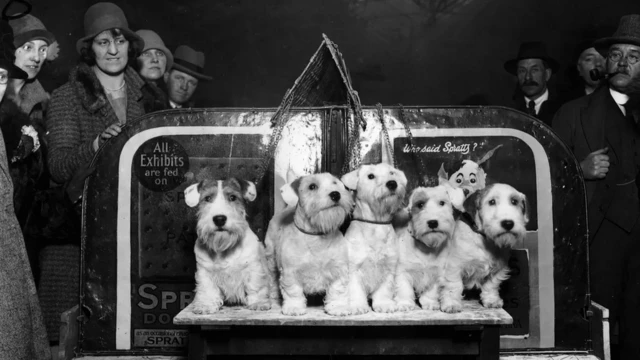 Силихем-терьеров первоначально вывели для охоты на выдр, горностаев и хорьков. Сейчас их число значительно сократилось