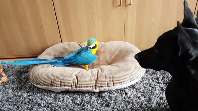 Negrita i Dejvidov papagaj