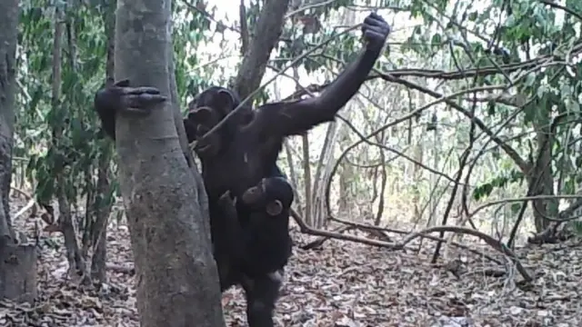 用工具從樹洞汲水