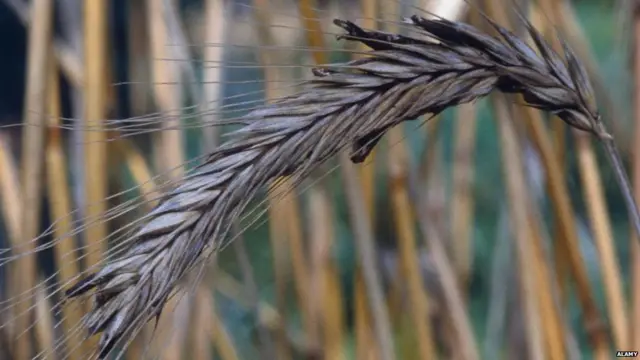 एक मेडिकल थ्योरी के मुताबिक सालेम में महिलाओं की समस्याओं के पीछे बैक्टीरिया या वायरस इंफ़ेक्शन को बताया गया
