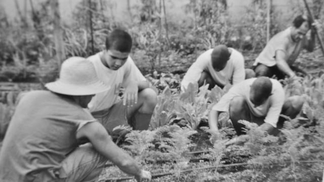 Adolescentes trabalhando em horta em unidade de internação no início do século 20