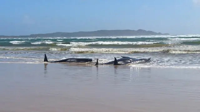 クジラ270頭、豪タスマニア島で打ち上げ 90頭以上が死亡 - BBC