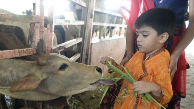 ગાયને ચારો આપી રહેલા બાળકની તસવીર