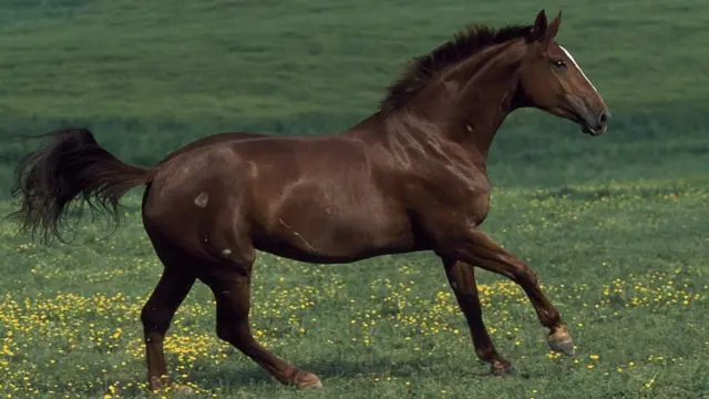 L'étalon est l'emblème national du Burkina Faso