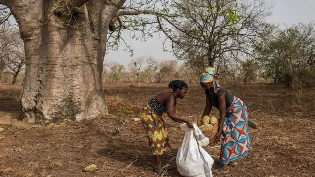 تحصد النساء ثمار شجرة التبلدي ويحملنها إلى قراهن لمعالجتها