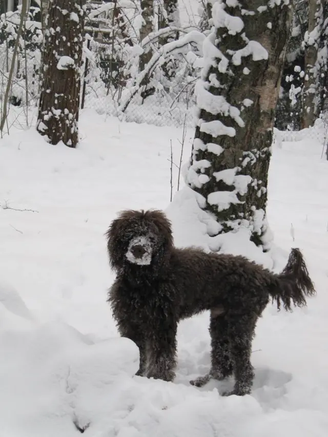 Пес в снегу