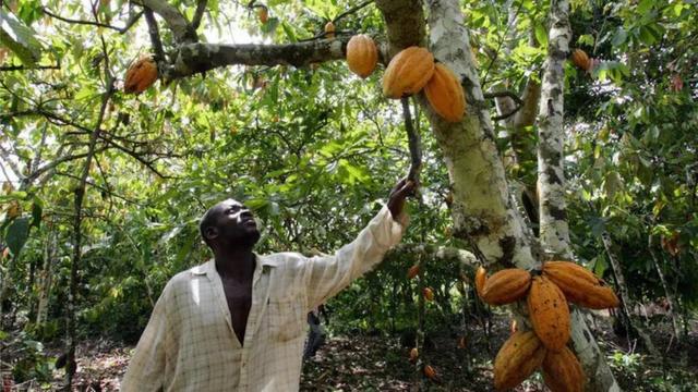 Um fazendeiro na Costa do Marfim verifica os frutos de um de seus cacaueiros