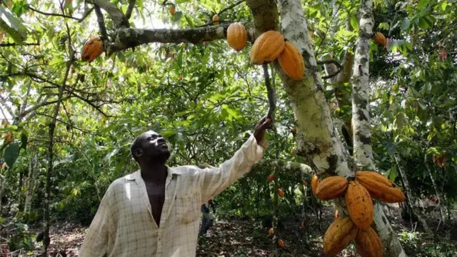 Um fazendeiro na Costa do Marfim verifica os frutos5 beethovenum5 beethovenseus cacaueiros