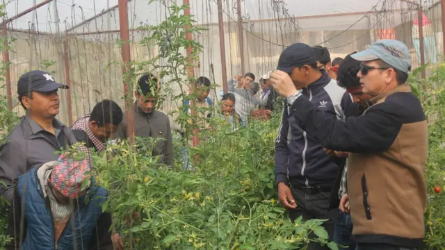 तरकारी उत्पादन गर्ने प्रविधि सिक्दै कर्णालीका किसानहरु