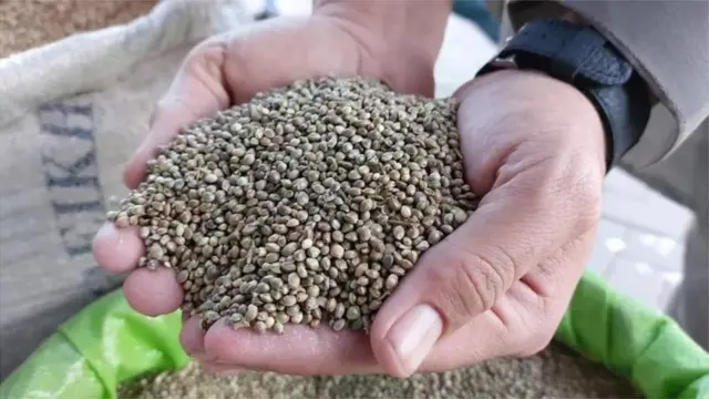 గంజాయి విత్తనాలు