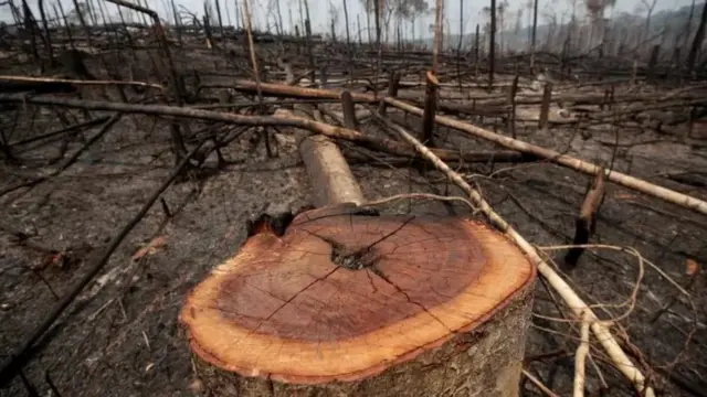 Área da floresta Amazônicabonus 5 reais estrela betque houve desmatamento